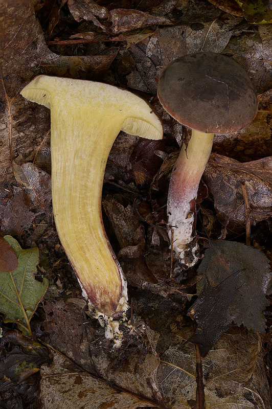 Xerocomellus pruinatus